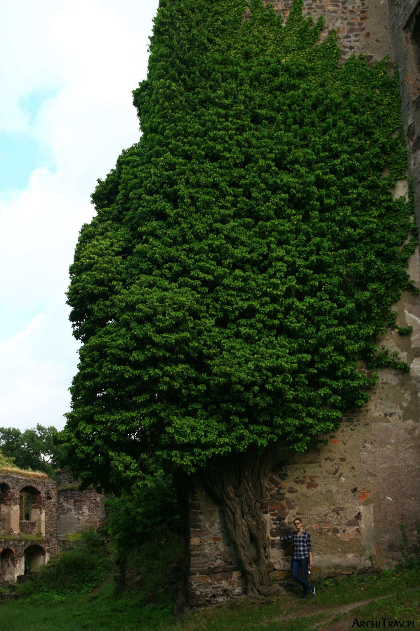 drzewo w zamku w Świnach