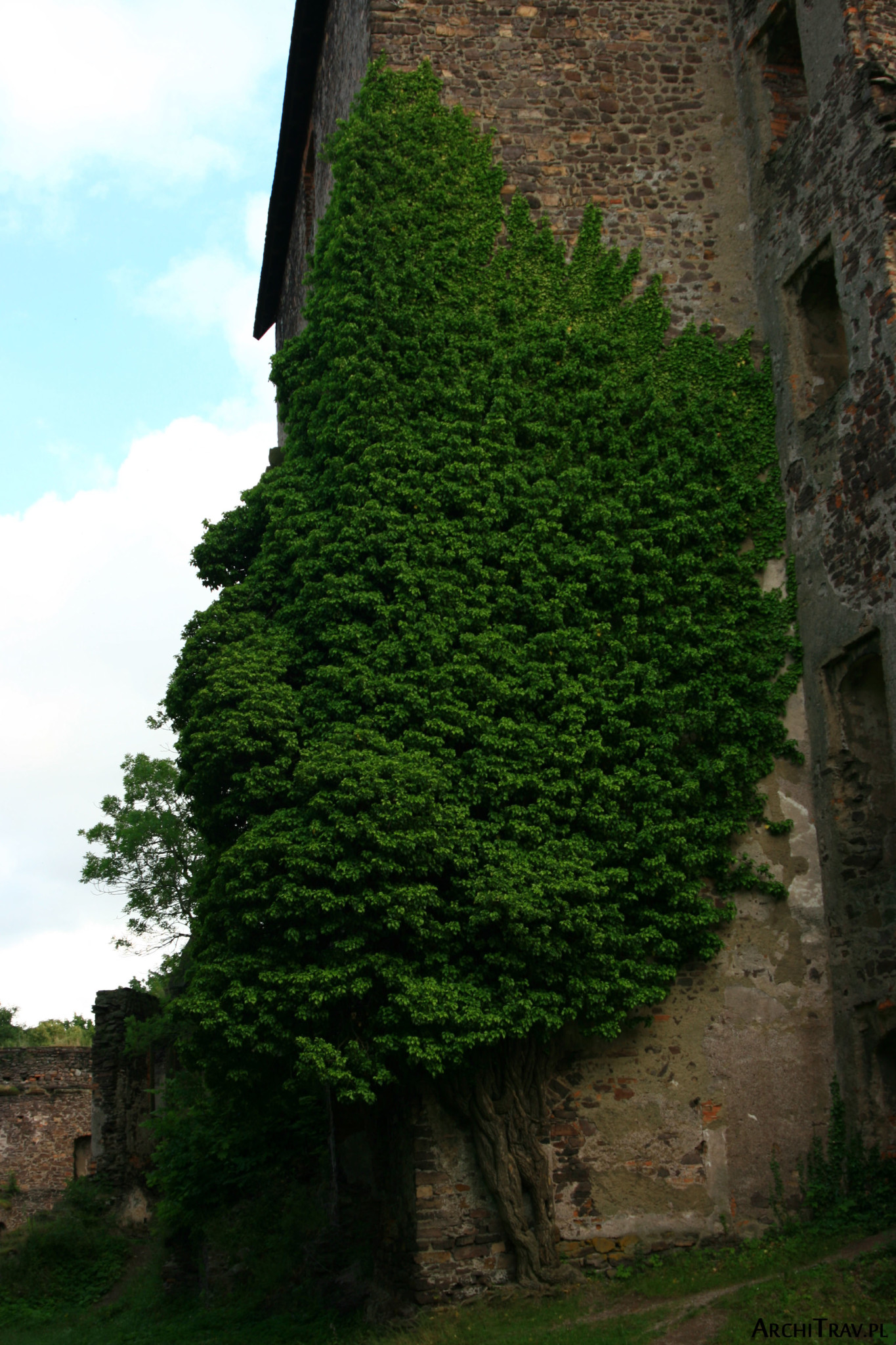 ogromne drzewo wrośnięte w mur zamku