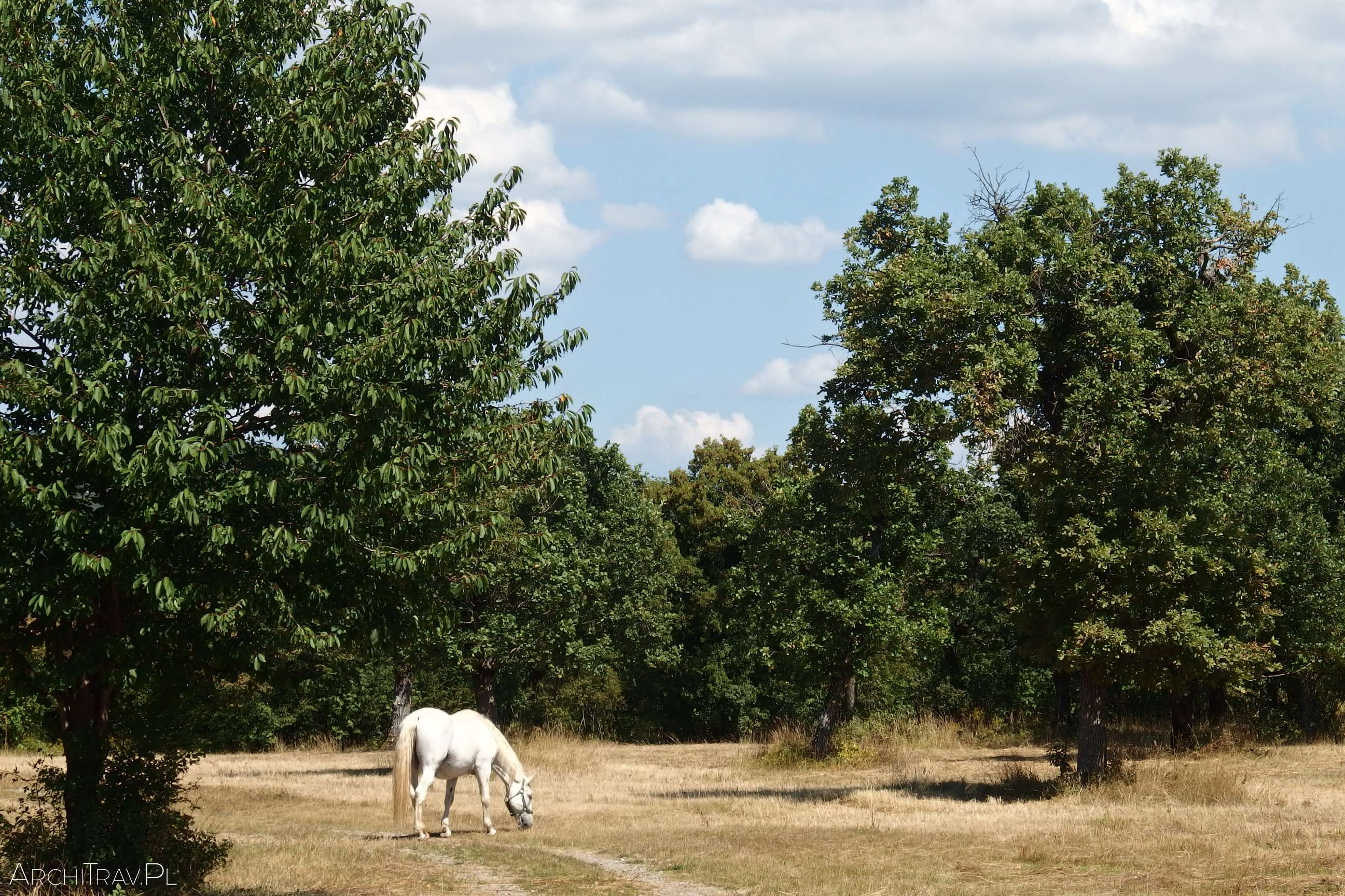 biały koń na polanie wśród drzew