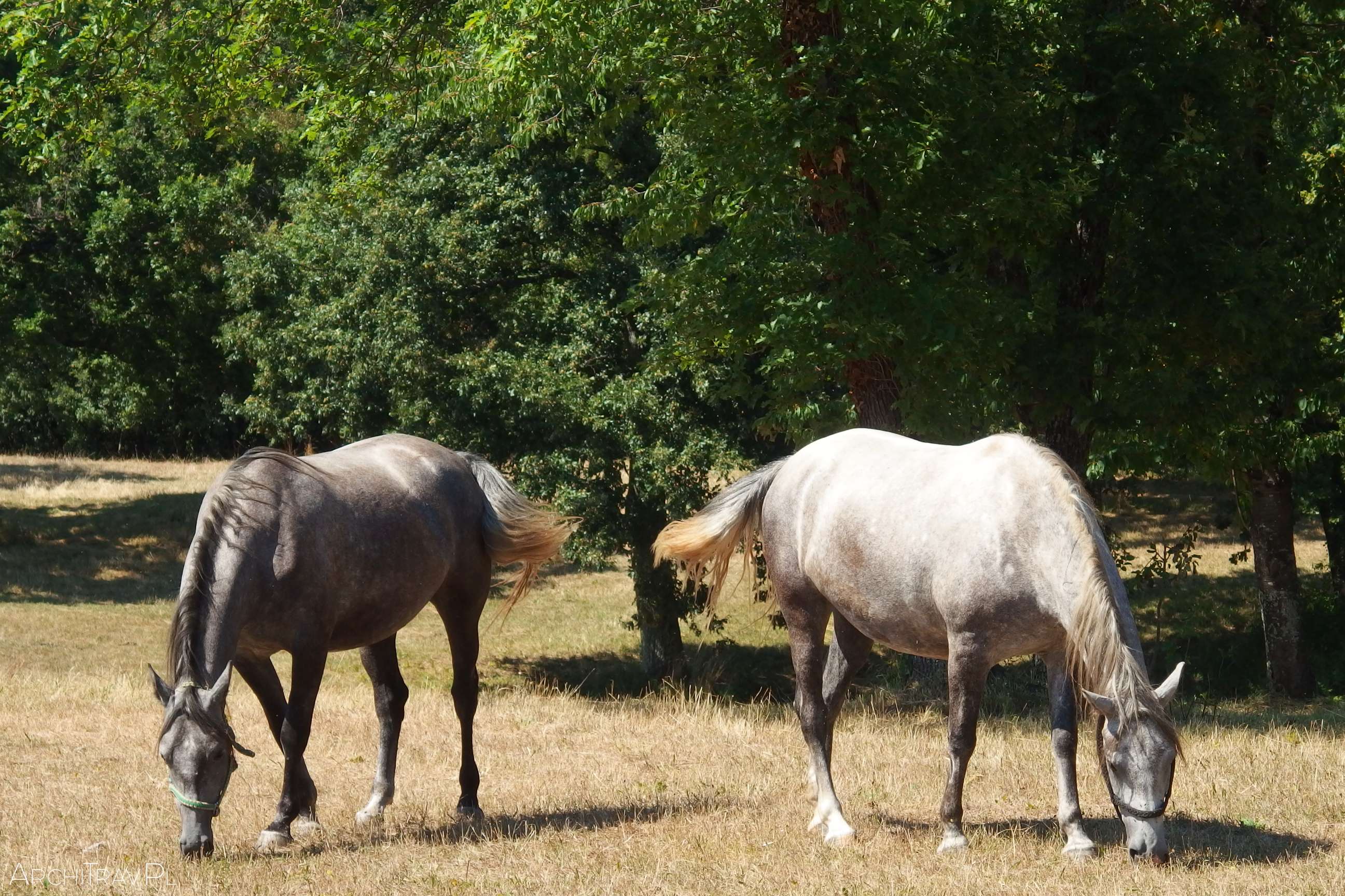 dwa konie, po lewej szary, po prawej biały - pasą się na łące