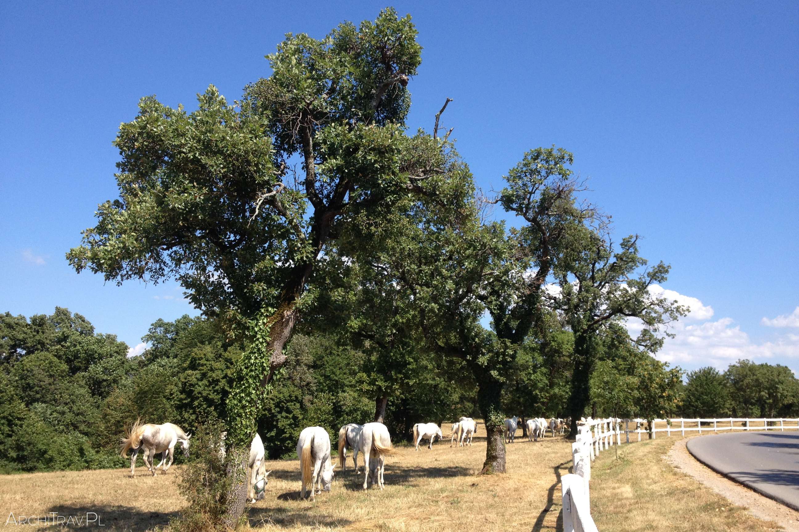 bardzo dużo koni na polanie wśród drzew
